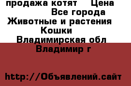 продажа котят  › Цена ­ 15 000 - Все города Животные и растения » Кошки   . Владимирская обл.,Владимир г.